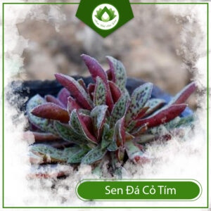 Cách Chăm Sóc Sen Đá Cỏ Tím