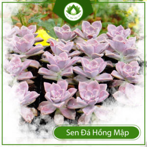 Cách Nhân Giống Sen Đá Hồng Mập