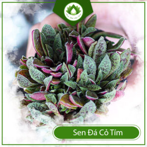 Đặc Điểm Của Sen Đá Cỏ Tím