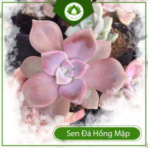 Mua Sen Đá Hồng Mập ở đâu?