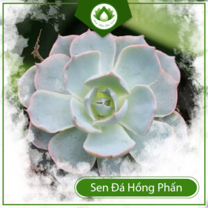 Cách Trồng Cây Sen Đá Hồng Phấn