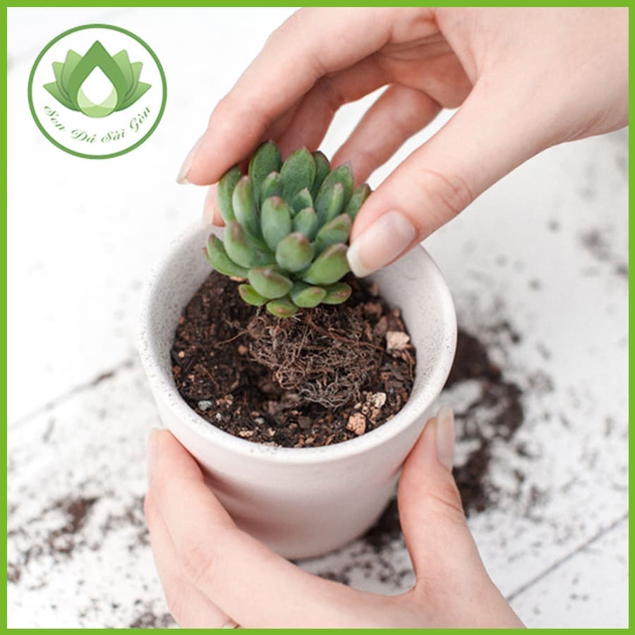 Cách Trồng Cây Sen Đá Cách Trồng Cây Sen Đá