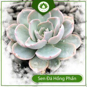 Công Dụng Của Cây Sen Đá Hồng Phấn