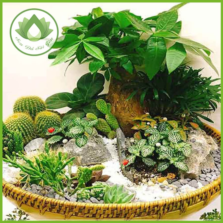 Mua cây kim ngân ở đâu Mua cây kim ngân ở đâu