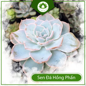 Mua Sen Đá Hồng Phấn Ở Đâu