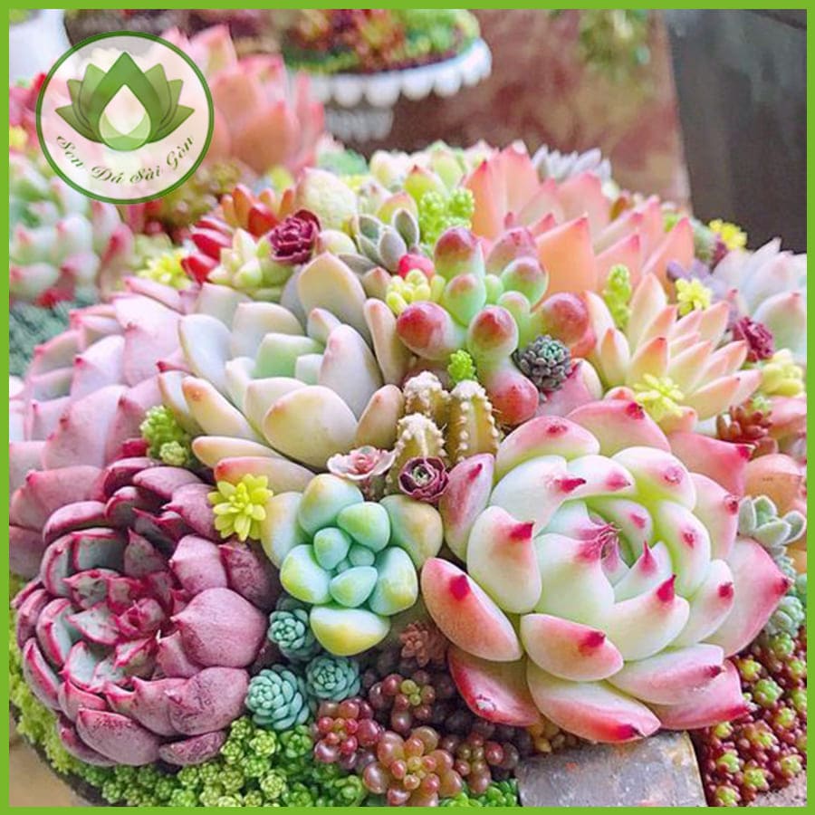 Mua Cây Sen Đá Ở Đâu Mua Cây Sen Đá Ở Đâu