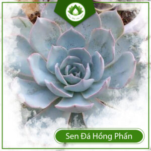 Ý Nghĩa Của Cây Sen Đá Hồng Phấn