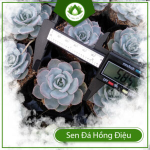 Cách Trồng Sen Đá Hồng Điệu