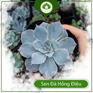 Mua Sen Đá Hồng Điệu Ở Đâu