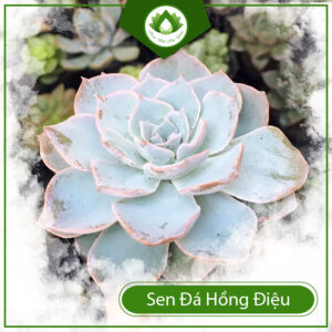 Ý Nghĩa Của Cây Sen Đá Hồng Điệu