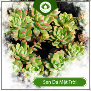 Cách Chăm Sóc Cây Sen Đá Mặt Trời