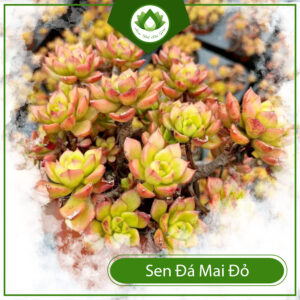 Cách Trồng Sen Đá Mai Đỏ