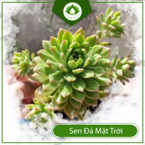 Cách Trồng Cây Hoa Đá Mặt Trời