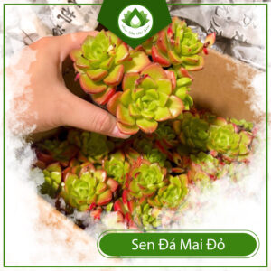 Mua Sen Đá Mai Đỏ Ở Đâu