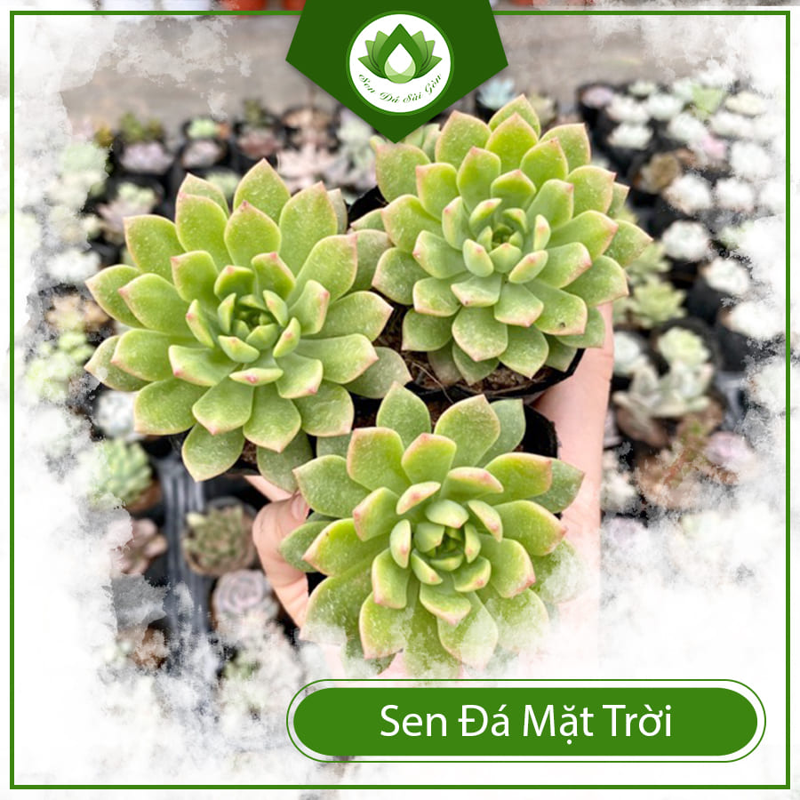 Mua Sen Đá Mặt Trời Ở Đâu Mua Sen Đá Mặt Trời Ở Đâu