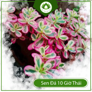 Ý Nghĩa Của Sen Đá Mười Giờ Thái