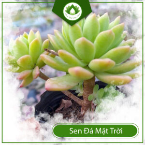 Ý Nghĩa Của Cây Sen Đá Mặt Trời