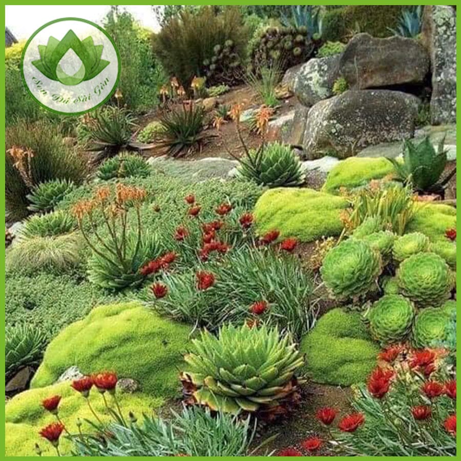 Mua cây sen đá ở đâu Mua cây sen đá ở đâu