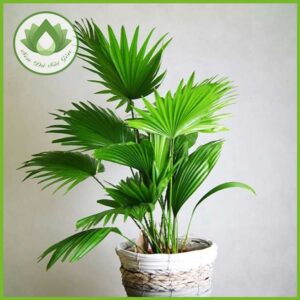 Cách trồng và chăm sóc cây cọ nhật